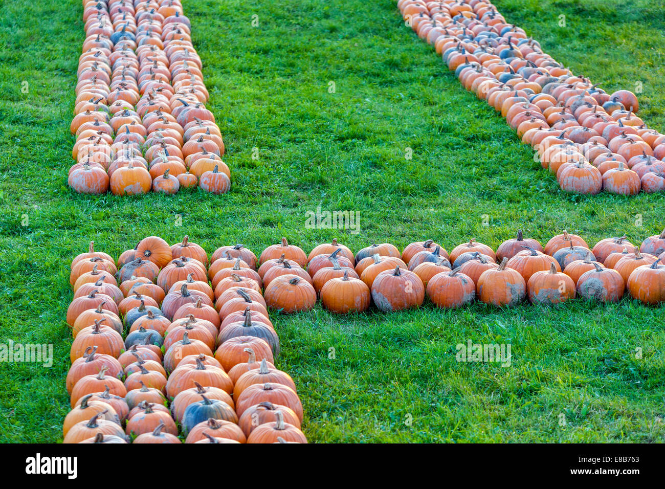 Pumpkin farm, pumpkins stacked, pattern Stock Photo