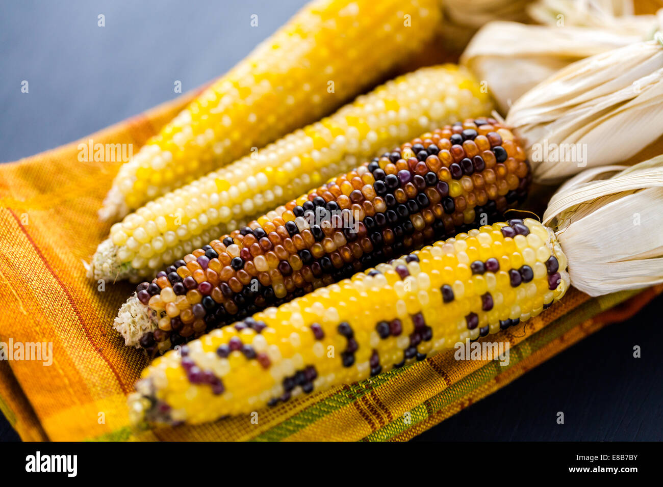 Multi colored indian corn made for Thanksgiving decoration Stock Photo