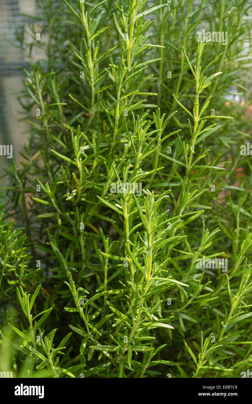 Rosemary, Rosmarinus officinalis, growing green bush Stock Photo Alamy