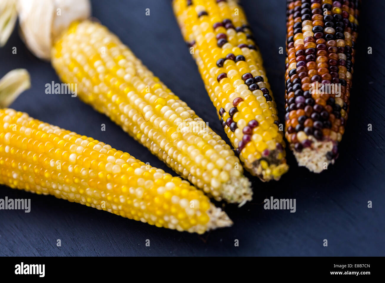 Multi colored indian corn made for Thanksgiving decoration Stock Photo