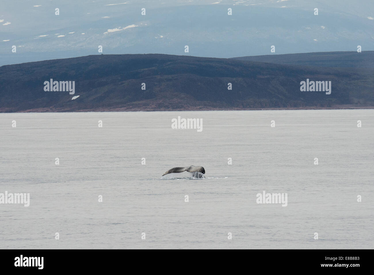 Bowhead Whale, Balaena mysticetus, at Isabella Bay, Baffin Island, Arctic Ocean. Stock Photo