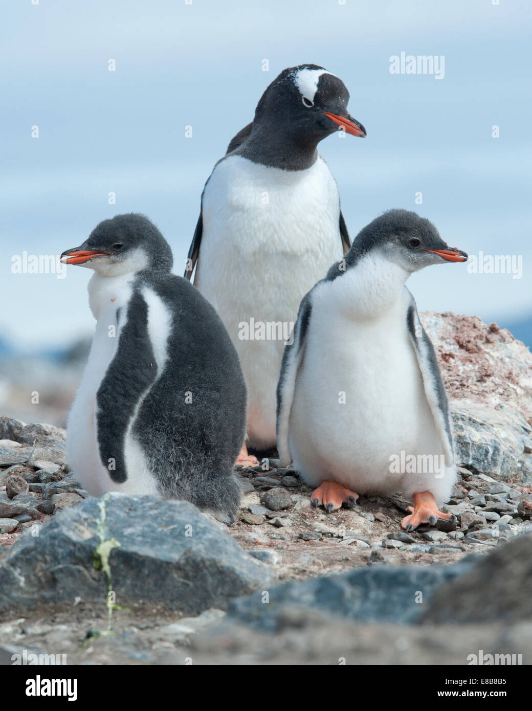 Gentoo penguin family, Pygoscelis papua. Hannah Point, Antarctic Peninsula. Stock Photo