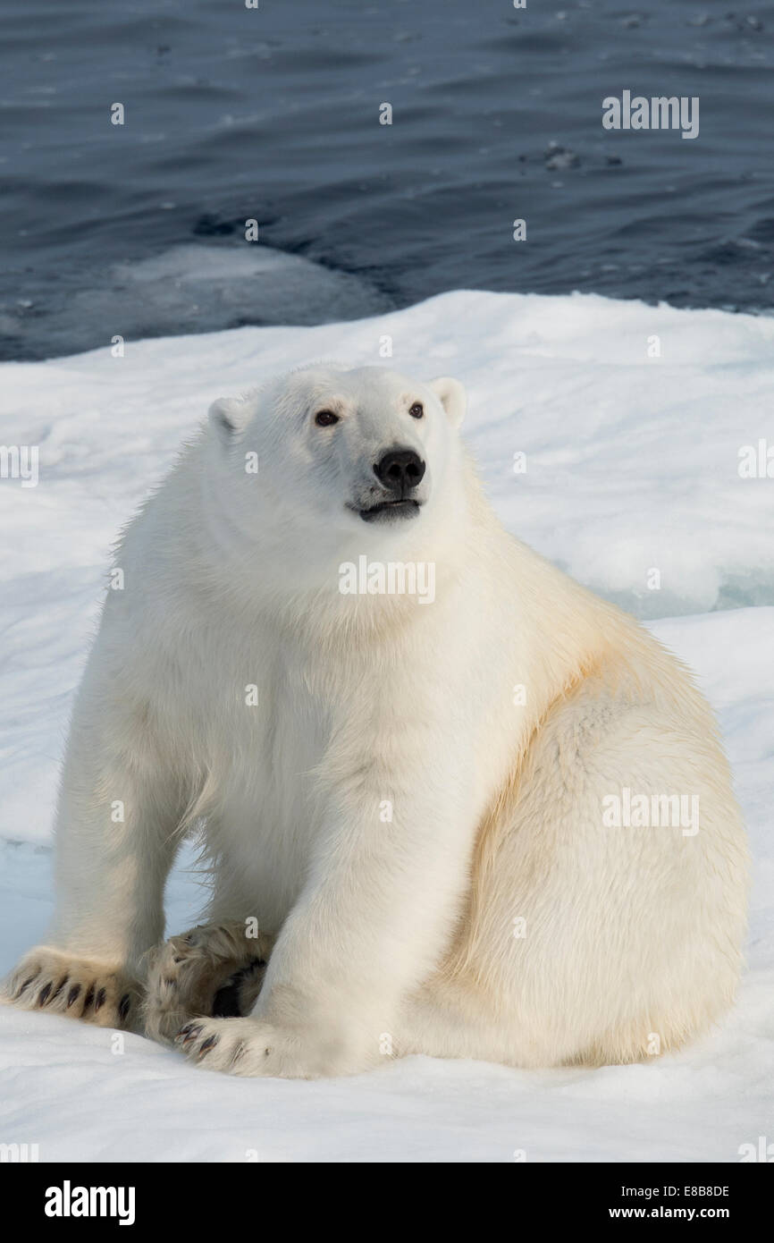 Male Polar Bear, Ursus maritimus, on an iceberg, Baffin Island, Canadian Arctic. Stock Photo