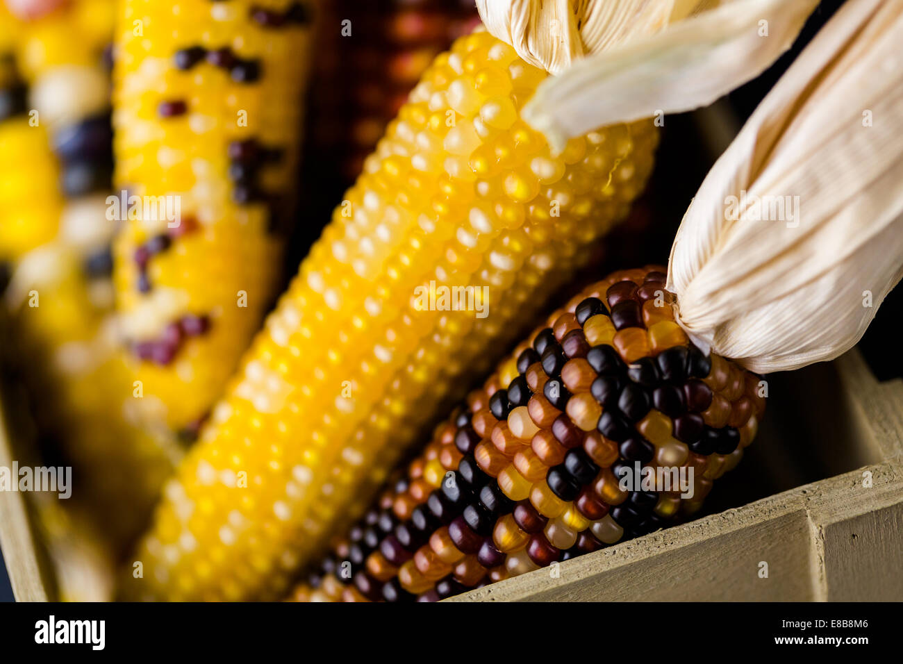 Multi colored indian corn made for Thanksgiving decoration Stock Photo