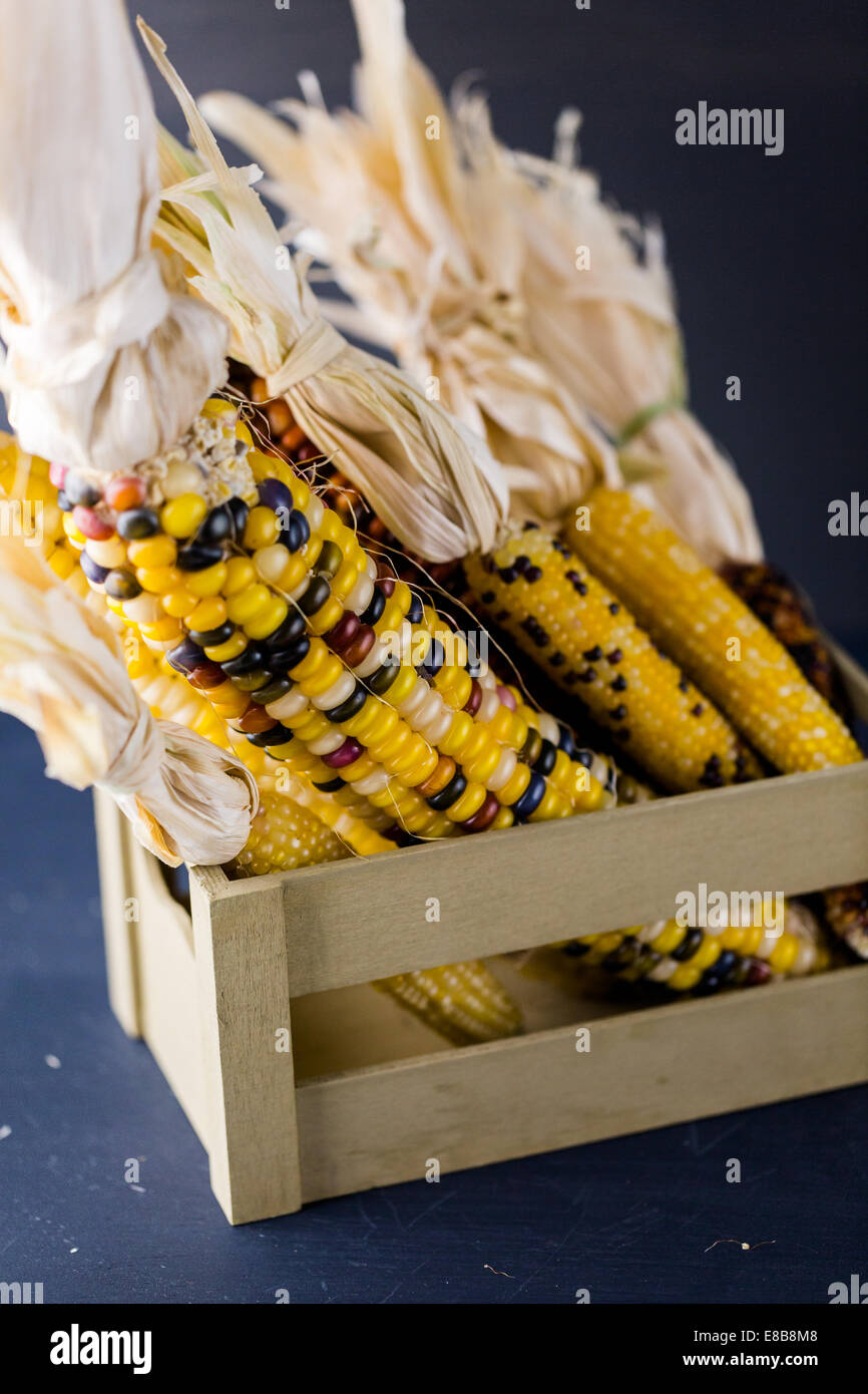 Multi colored indian corn made for Thanksgiving decoration Stock Photo