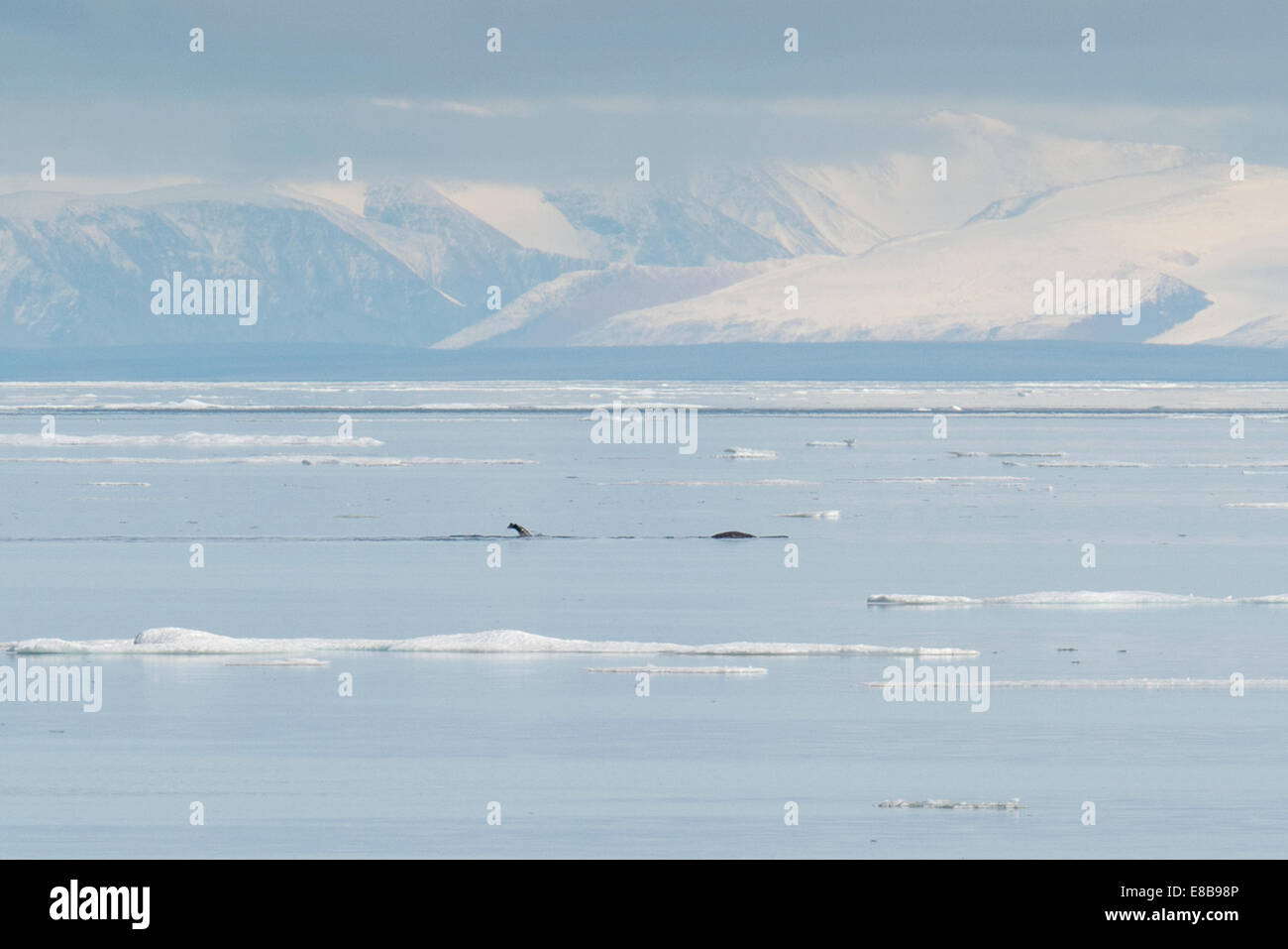 Narwhal, or Narwhale, Monodon monoceros, fluking at Milne Inlet, with mountains in background, Baffin Island, Arctic Ocean. Stock Photo