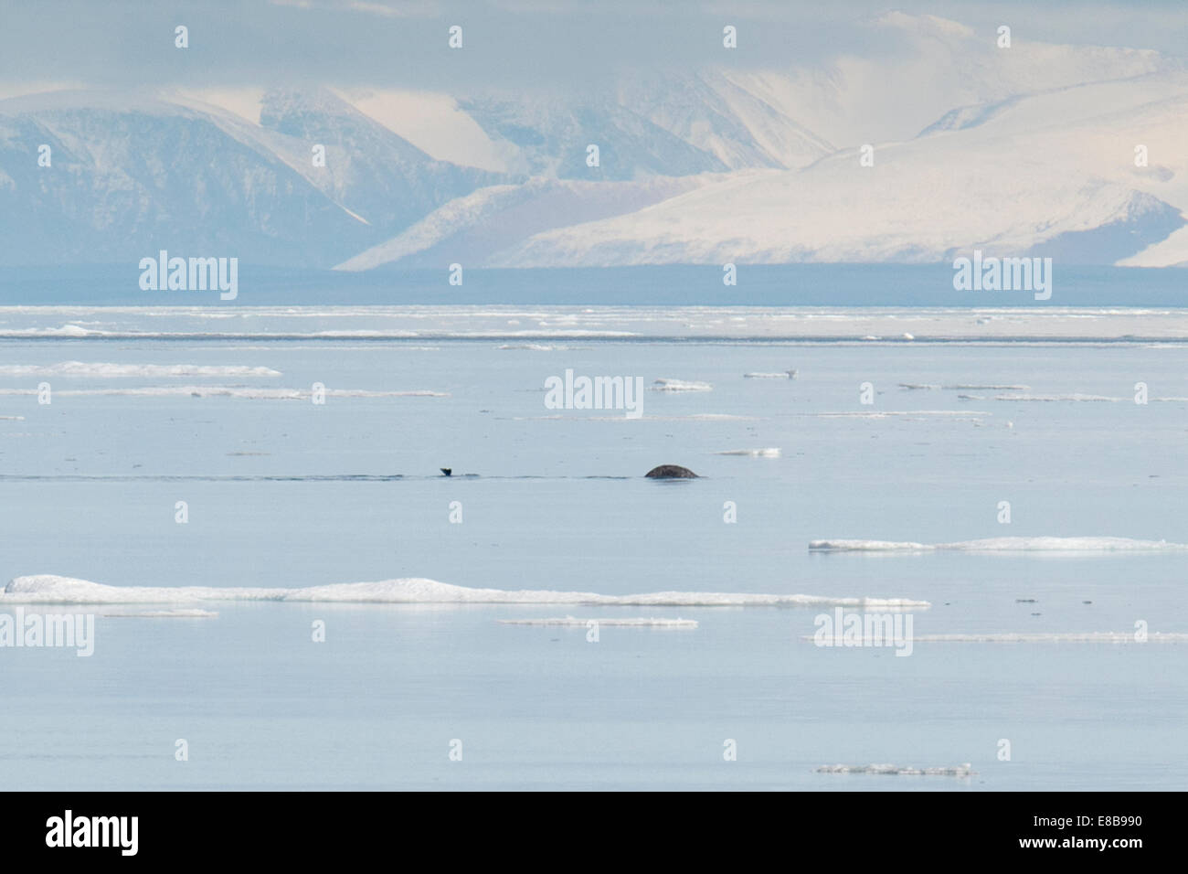 Narwhal, or Narwhale, Monodon monoceros, fluking at Milne Inlet, with mountains in background, Baffin Island, Arctic Ocean. Stock Photo