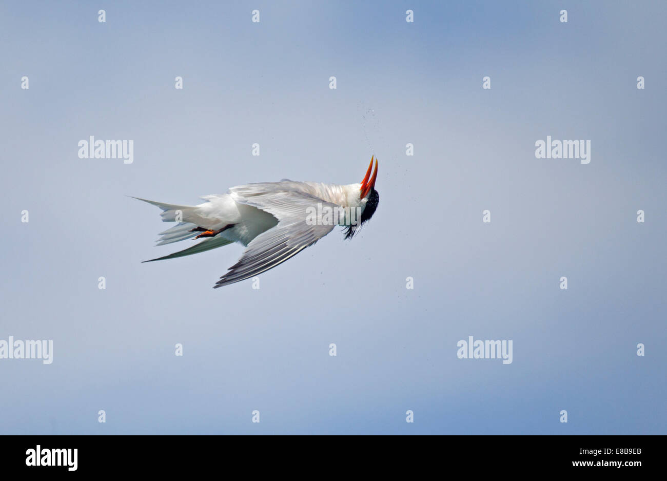 Elegant Tern Shaking in Flight with Head upside down Stock Photo