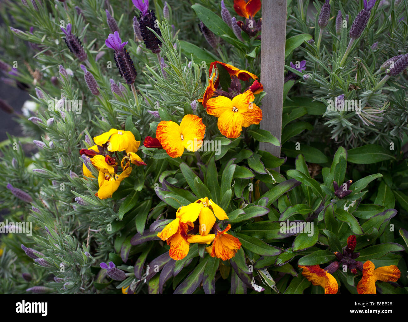 Wall Flower (Cheiranthus flower or Erysimum Stock Photo Alamy
