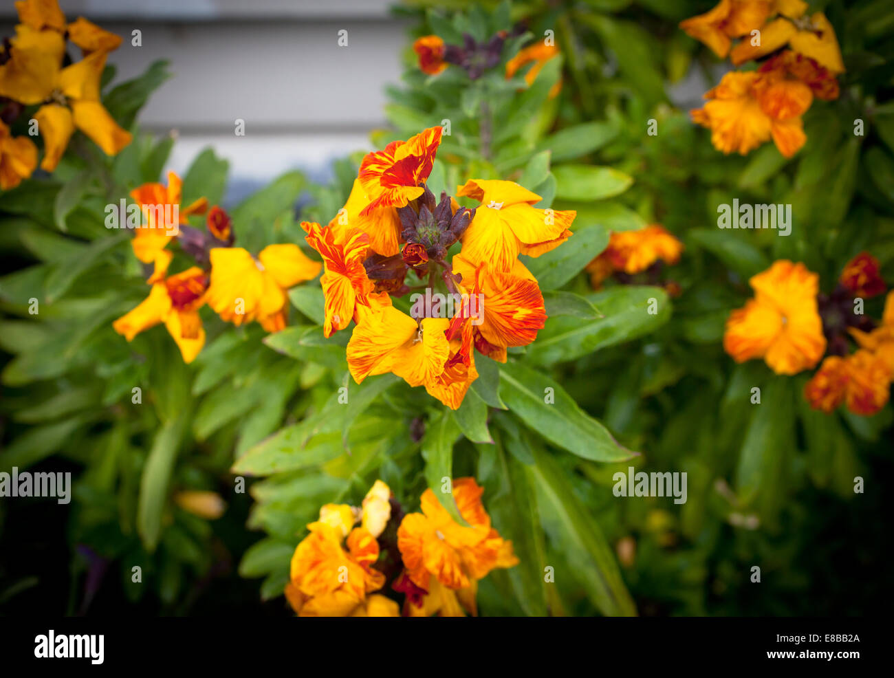 A Look at life in New Zealand wonderful Wall Flowers (Cheiranthus