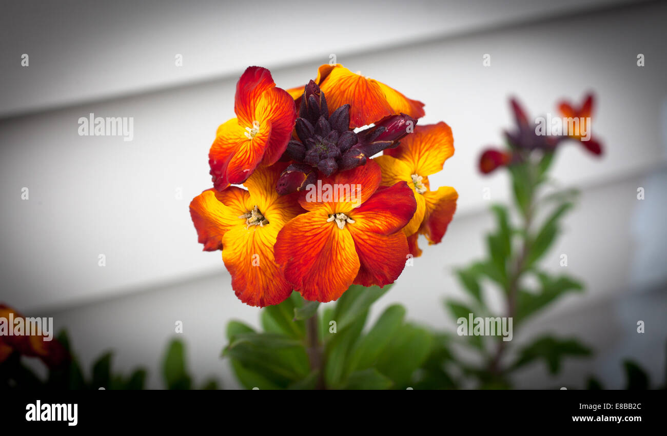 A Look at life in New Zealand wonderful Wall Flowers (Cheiranthus