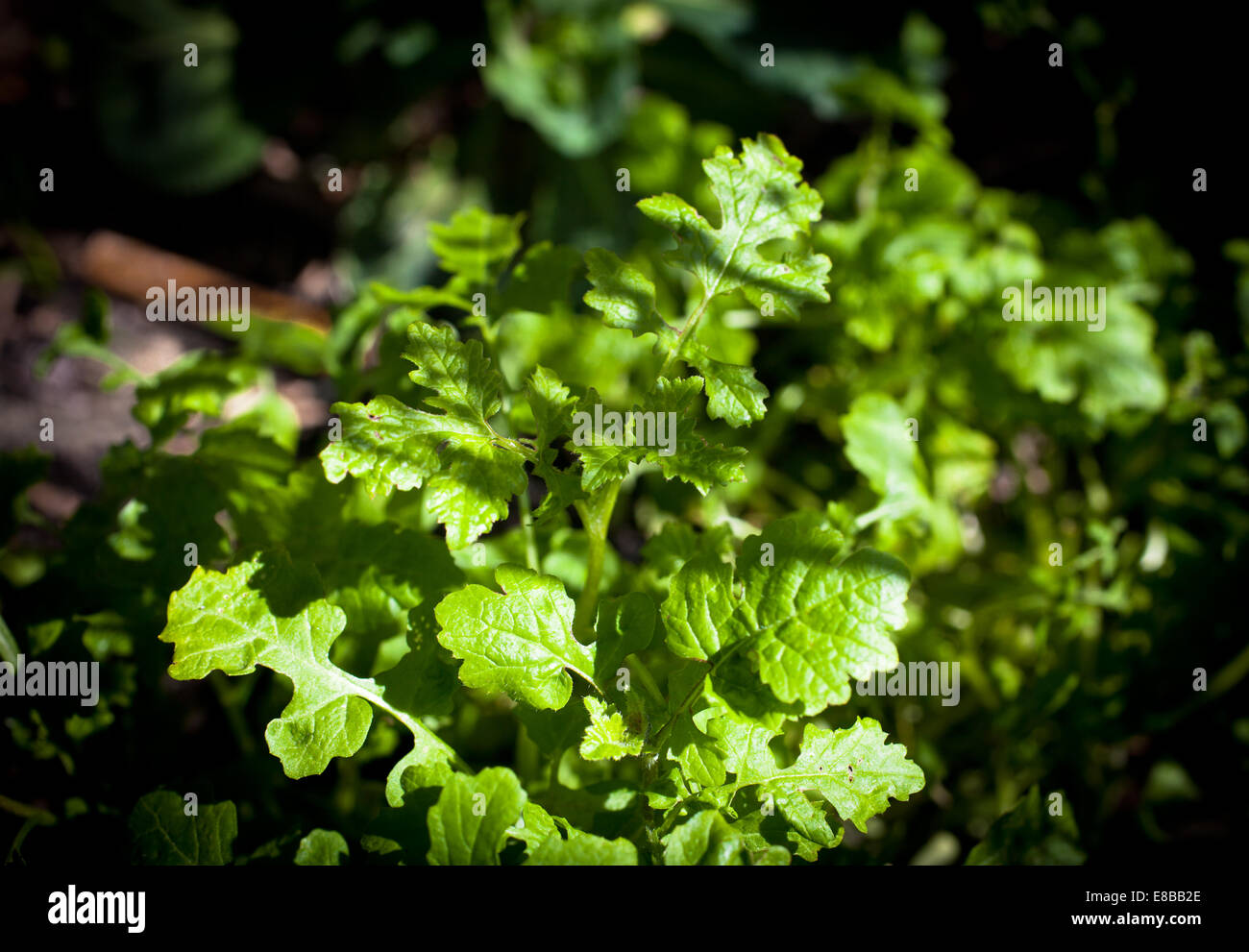 Young Mustard Greens Stock Photo Alamy