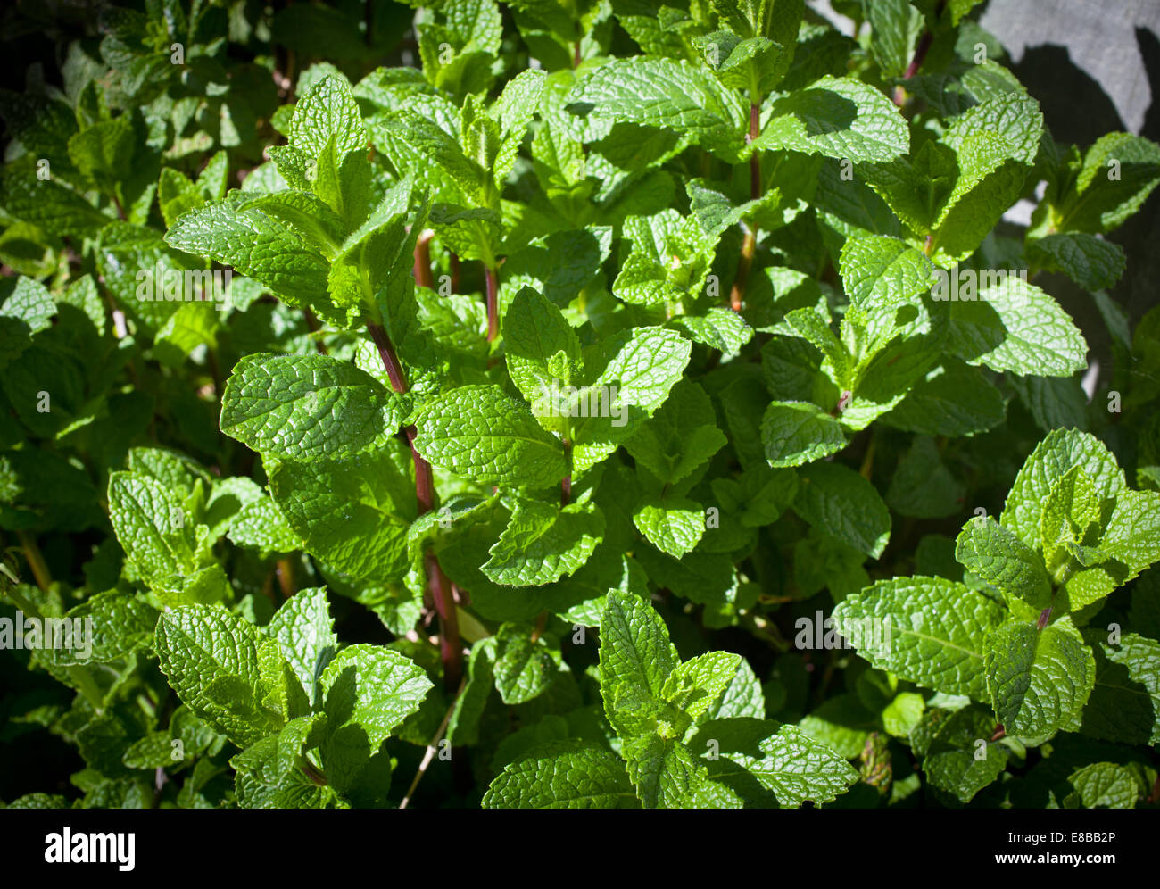 Mint Herb (Mentha:  Lamiaceae : mint family. Stock Photo