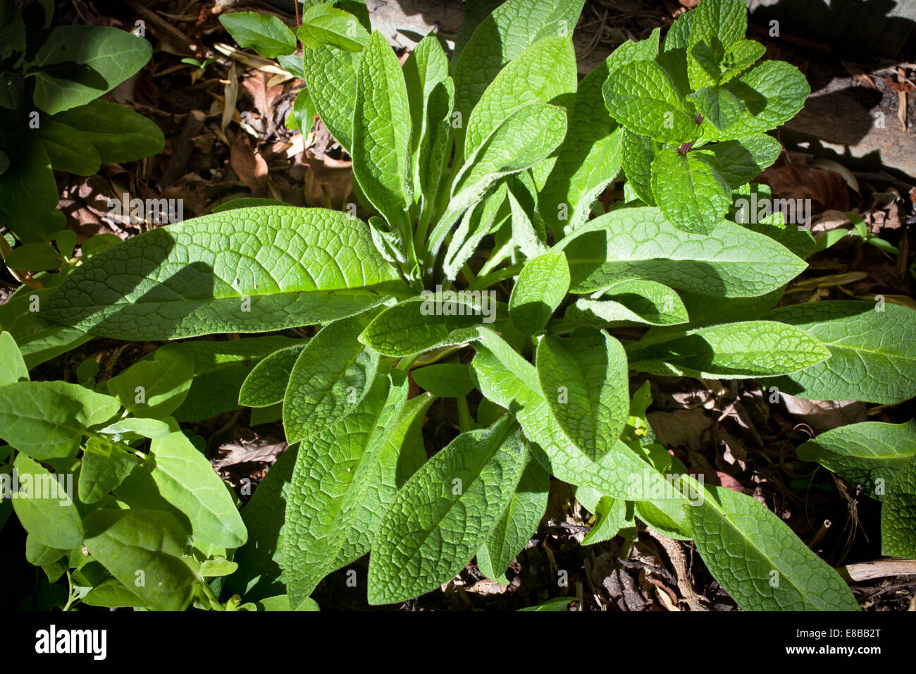 Comfrey (Symphytum) Herb Stock Photo