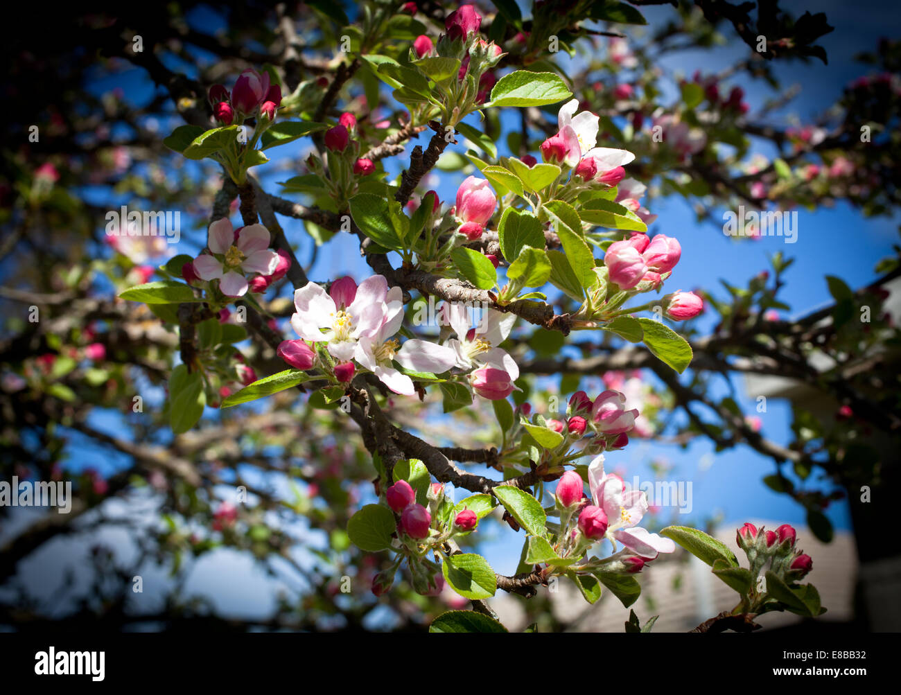 Beautiful Apple Blossom in Spring (Braeburn Apple Tree Stock Photo Alamy