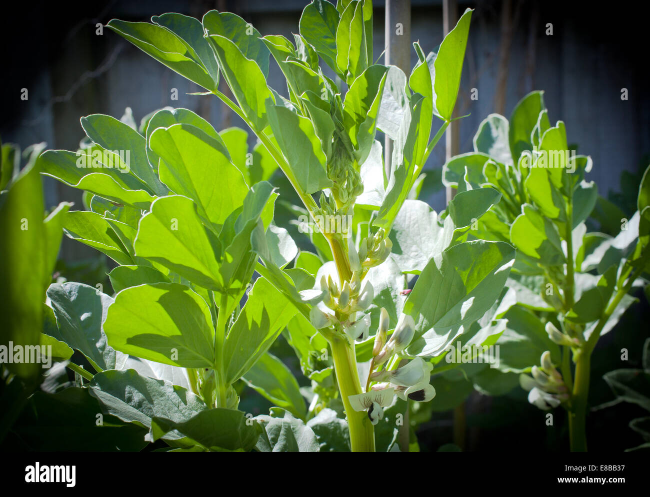 My organic edible garden Broad Bean Plants (Vicia faba), also called