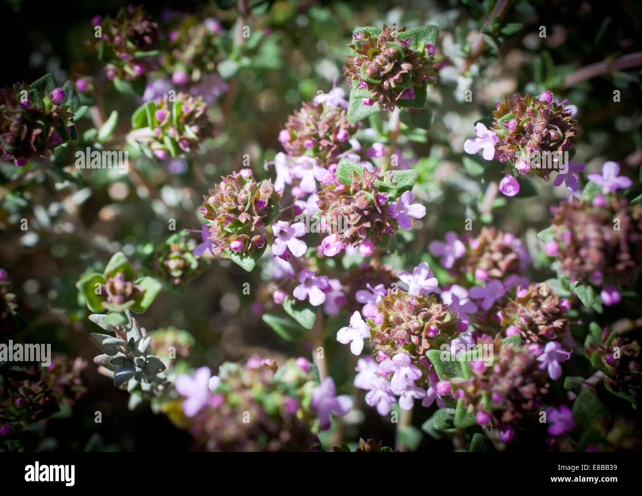 Thyme in bloom Stock Photo Alamy