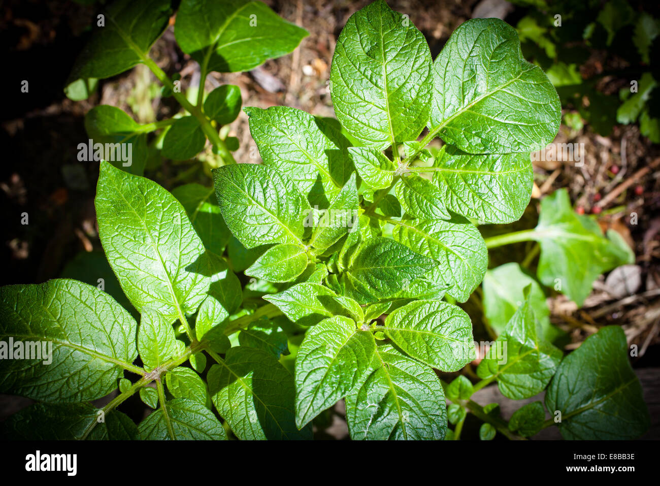 Potato plant (Solanum tuberosum) Stock Photo