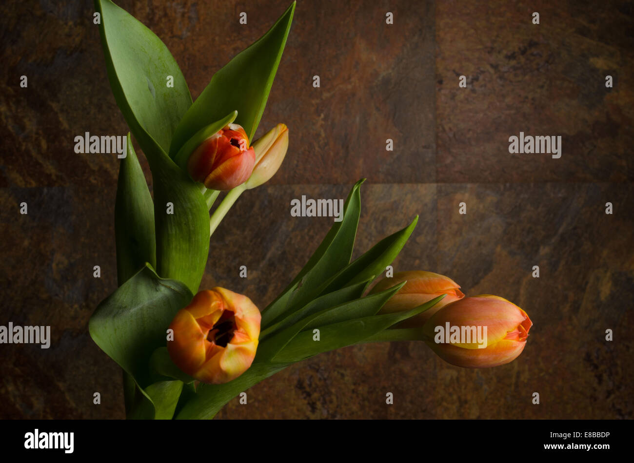 orange - yellow tulips details Stock Photo - Alamy