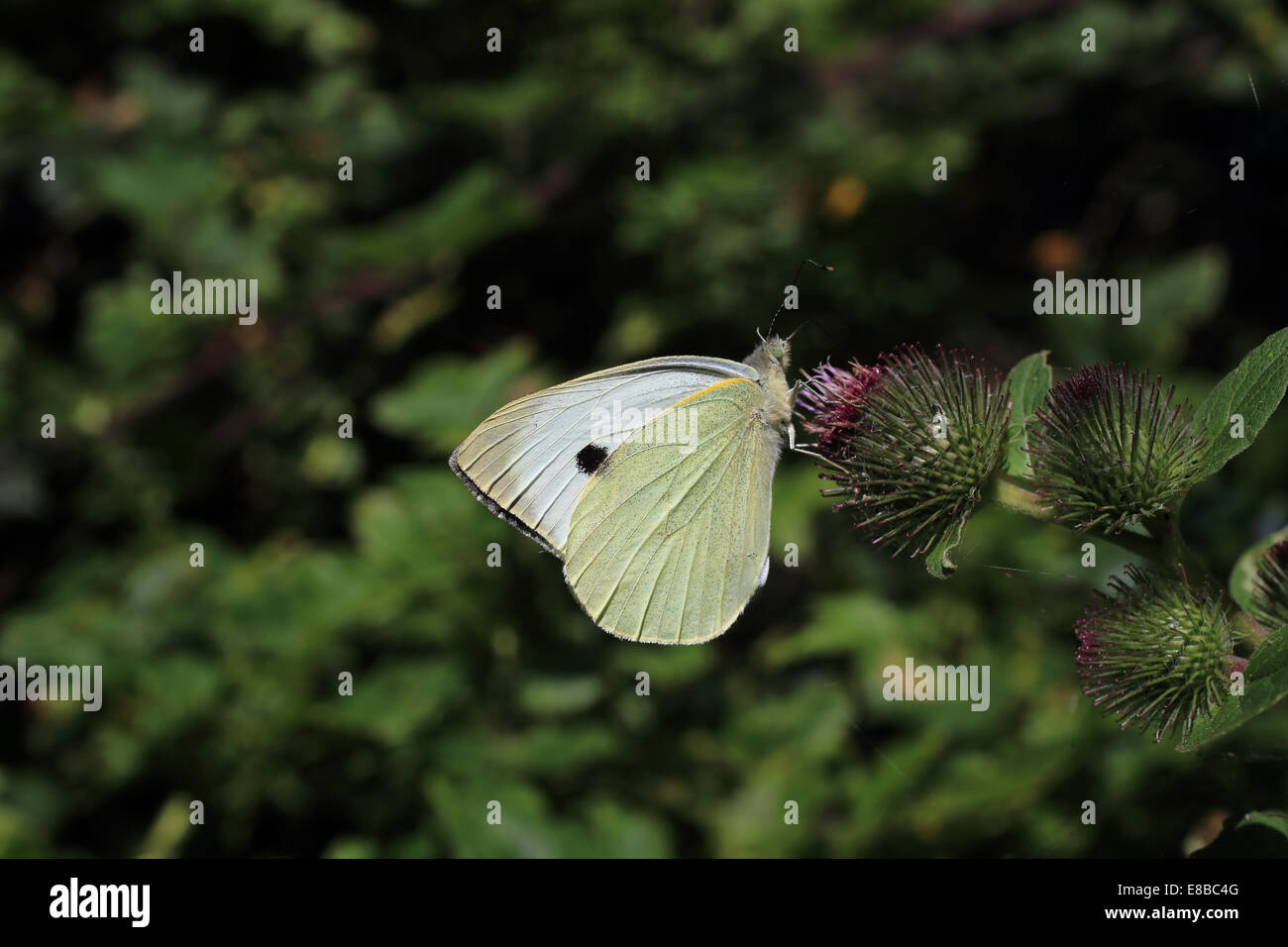 A female Large White, or Cabbage White, butterfly feeding on a purple