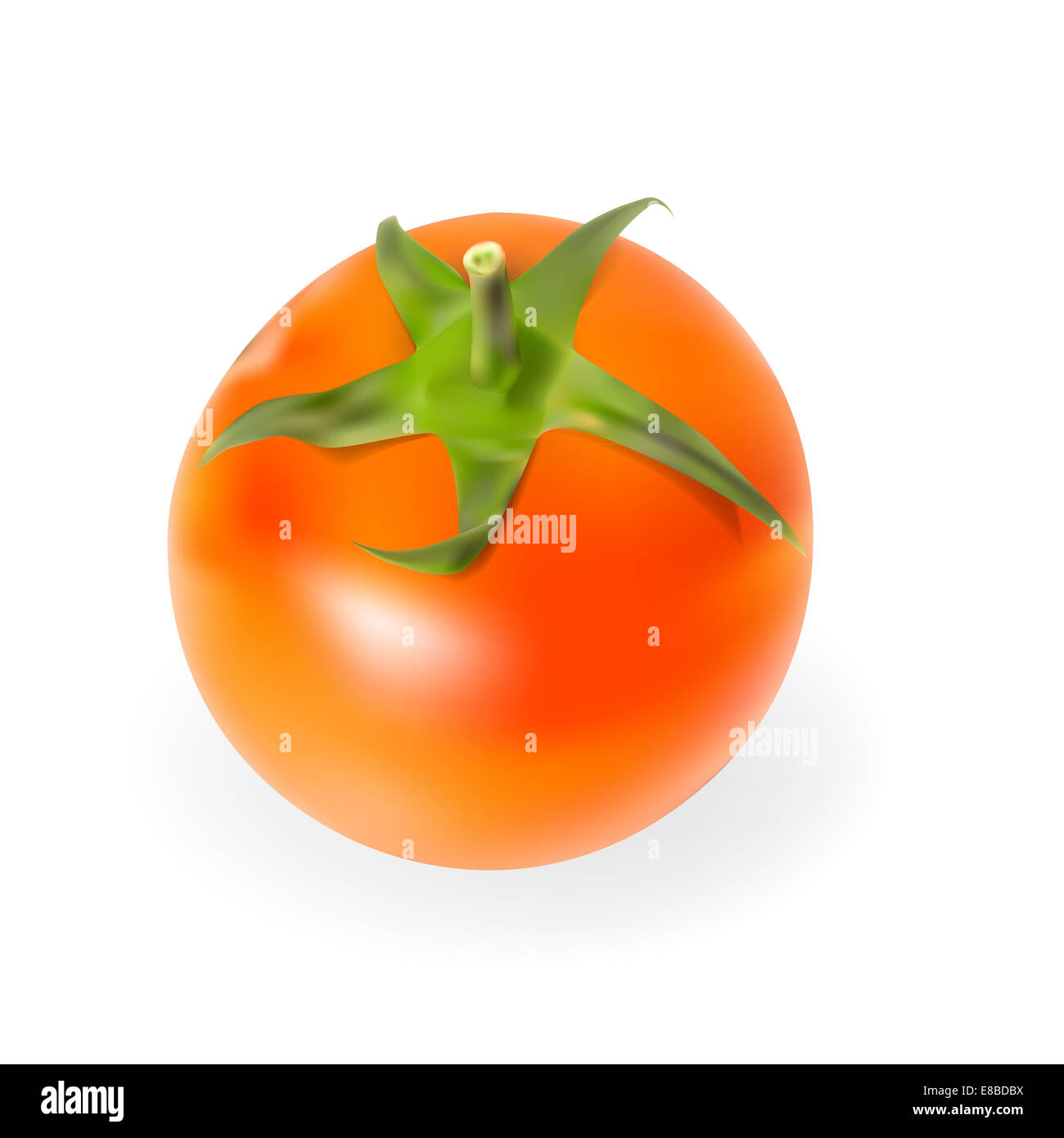 Fresh Tomatoes Isolated on White Background Vector Illustration Stock Photo
