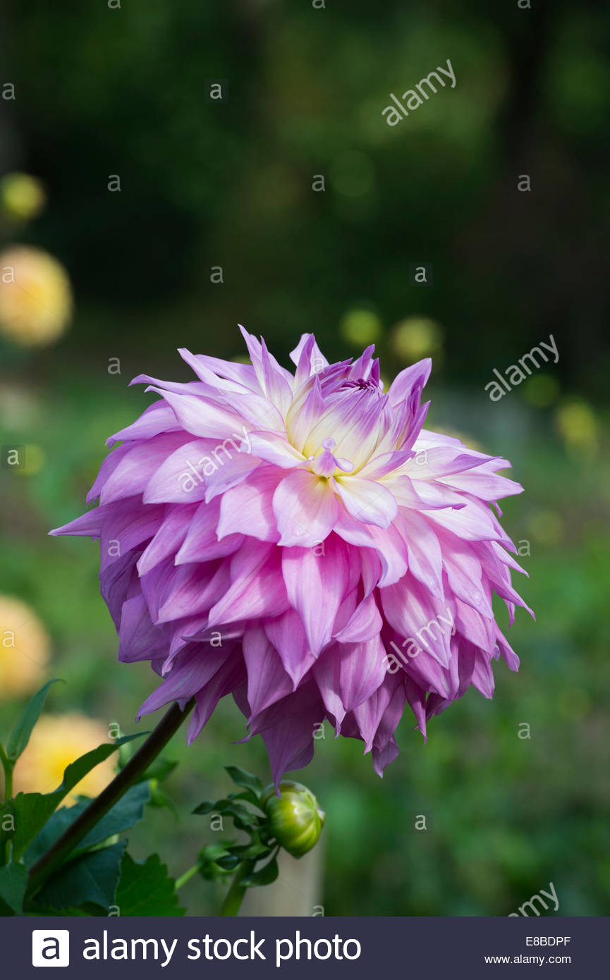 Alf Ramsey Stock Photos & Alf Ramsey Stock Images - Alamy