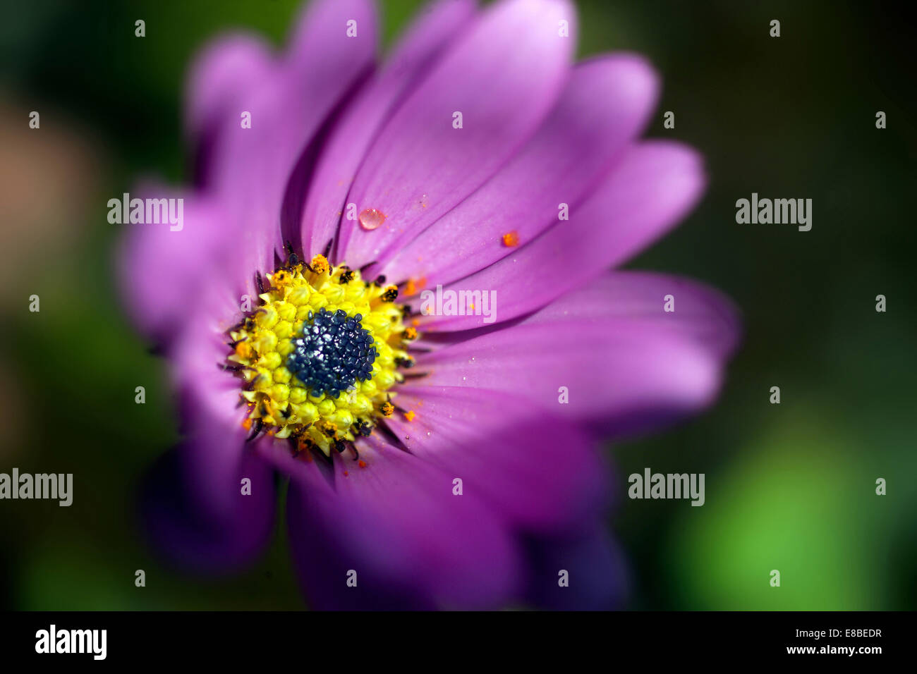 Purple garden flower with yellow centre - Aster Stock Photo
