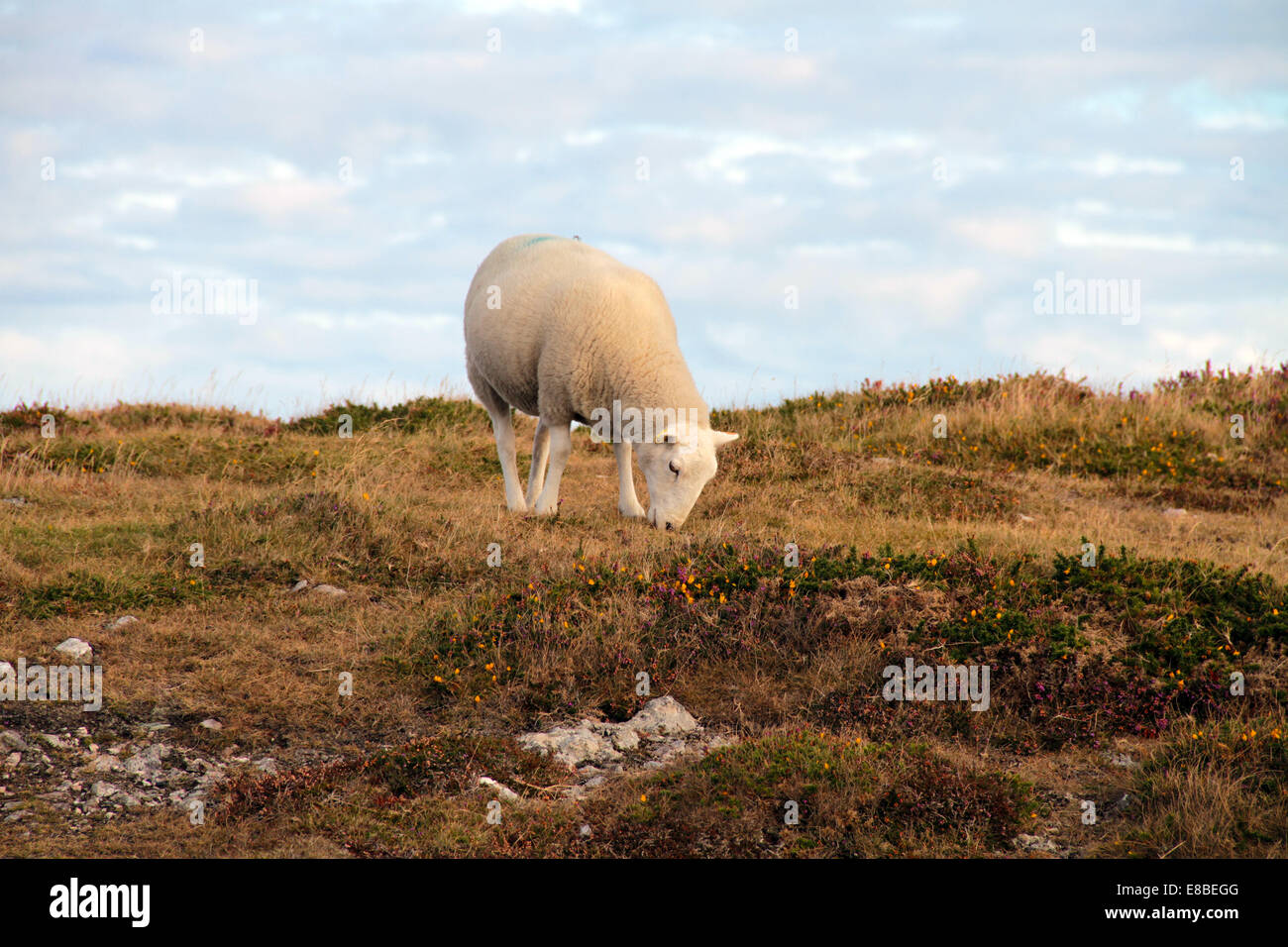 Sheep Ovis aries grazing Stock Photo