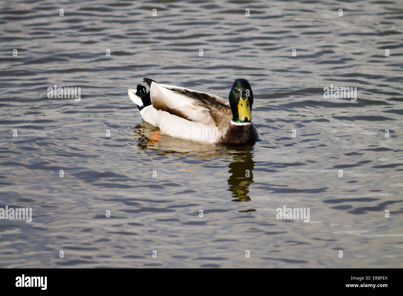 Mallard Drake swimming in the pond, turning towards the camera Stock ...