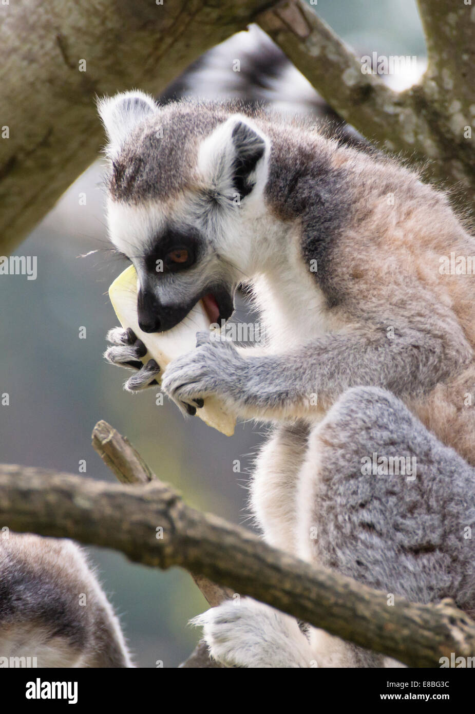 Animals At The Wild Place Project Bristol Zoo England Ring Tailed ...