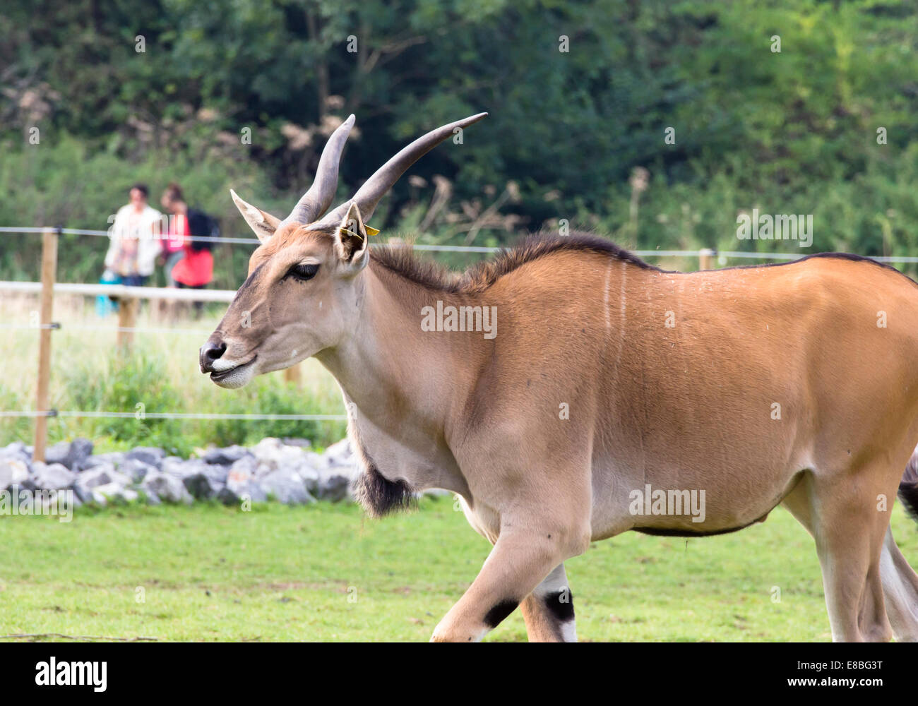 Bristol zoo animals hi-res stock photography and images - Alamy
