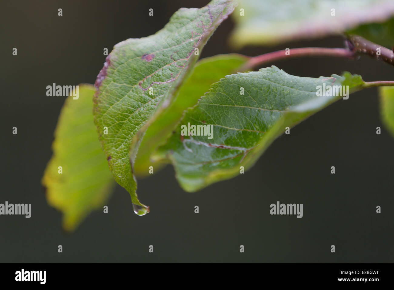 Raindrop hanging from apple tree leaf; blurred grey/gray background Stock Photo