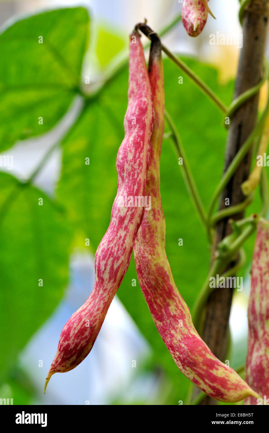 Fresh Borlotti Beans growing in pods ready for picking, a variety of cranberry bean Stock Photo