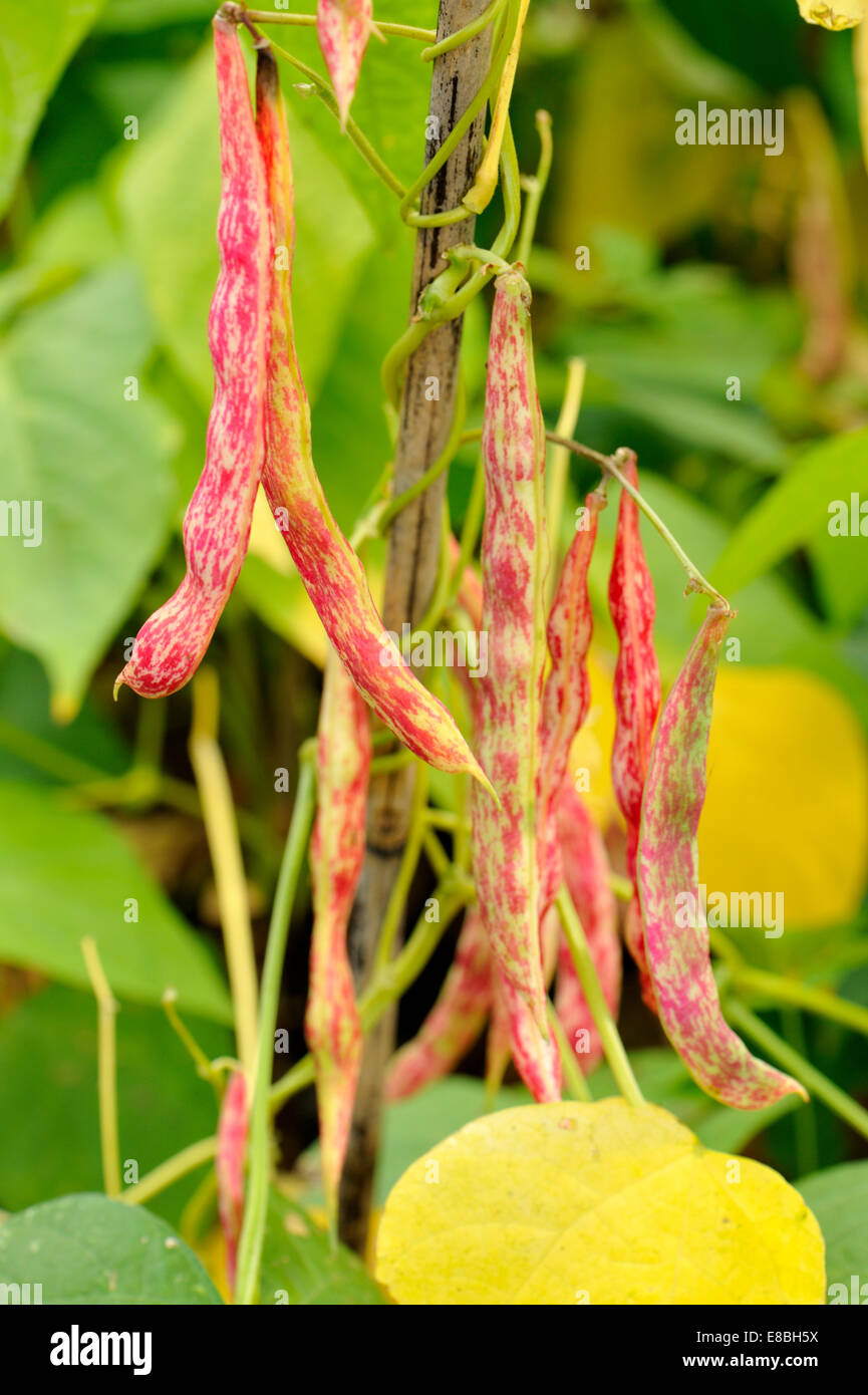 Fresh Borlotti Beans growing in pods ready for picking, a variety of cranberry bean Stock Photo