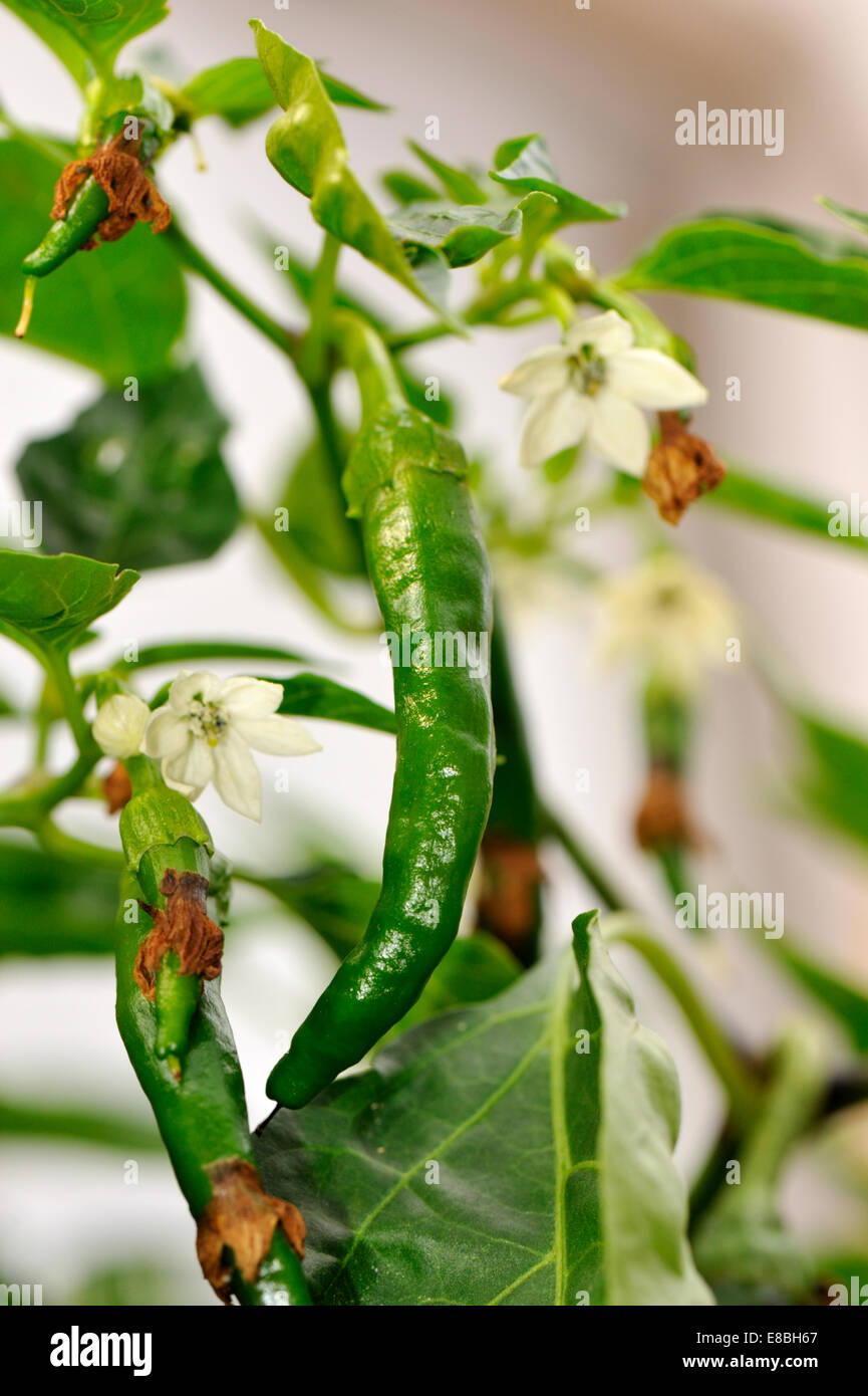 Cayenne Chilli peppers growing in UK garden Stock Photo