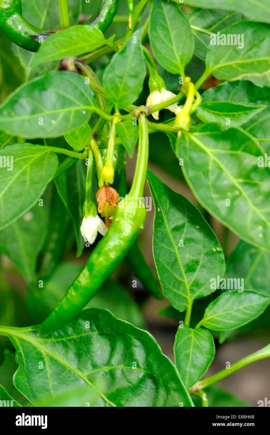 Cayenne Chilli peppers growing on plant in UK garden Stock Photo