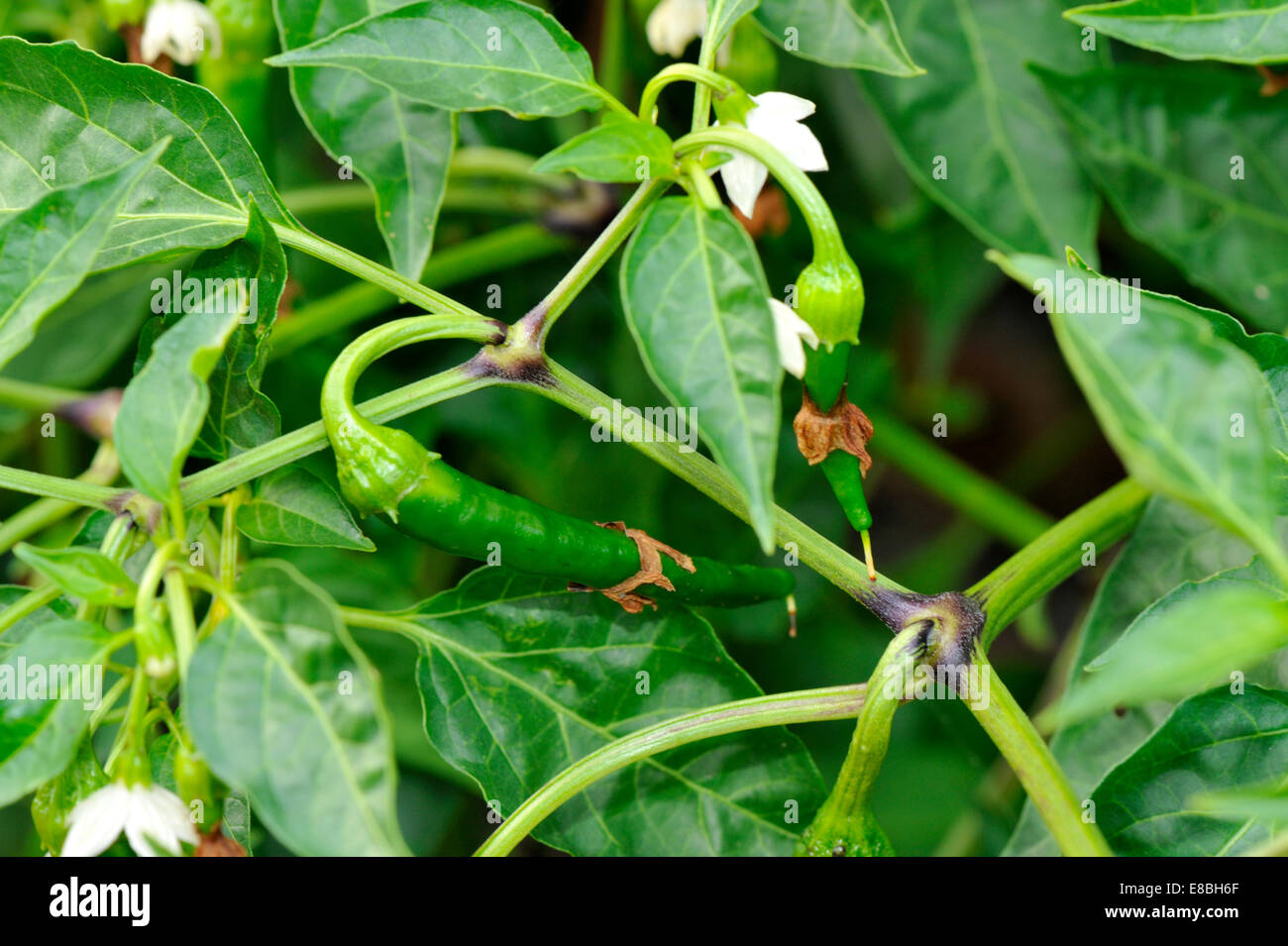 Chilli peppers growing in UK garden Stock Photo
