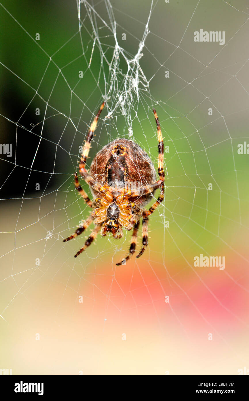 Underside Of Common Garden Spider Araneus Diadematus On Web Uk
