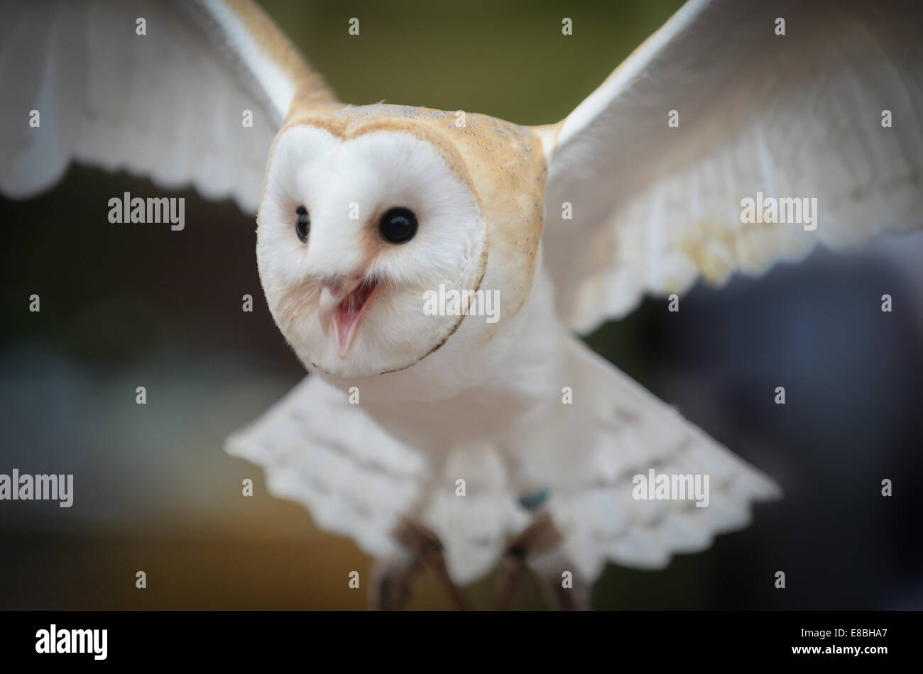 A barn owl in captivity flying Stock Photo
