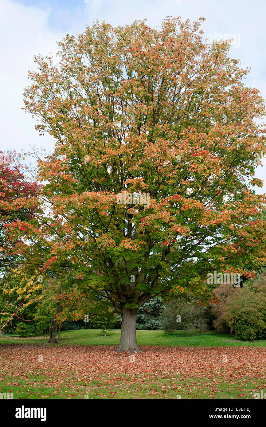 Beautiful tree in Kew Gardens surrounded by thick carpet of autumnal colored leaves. Stock Photo