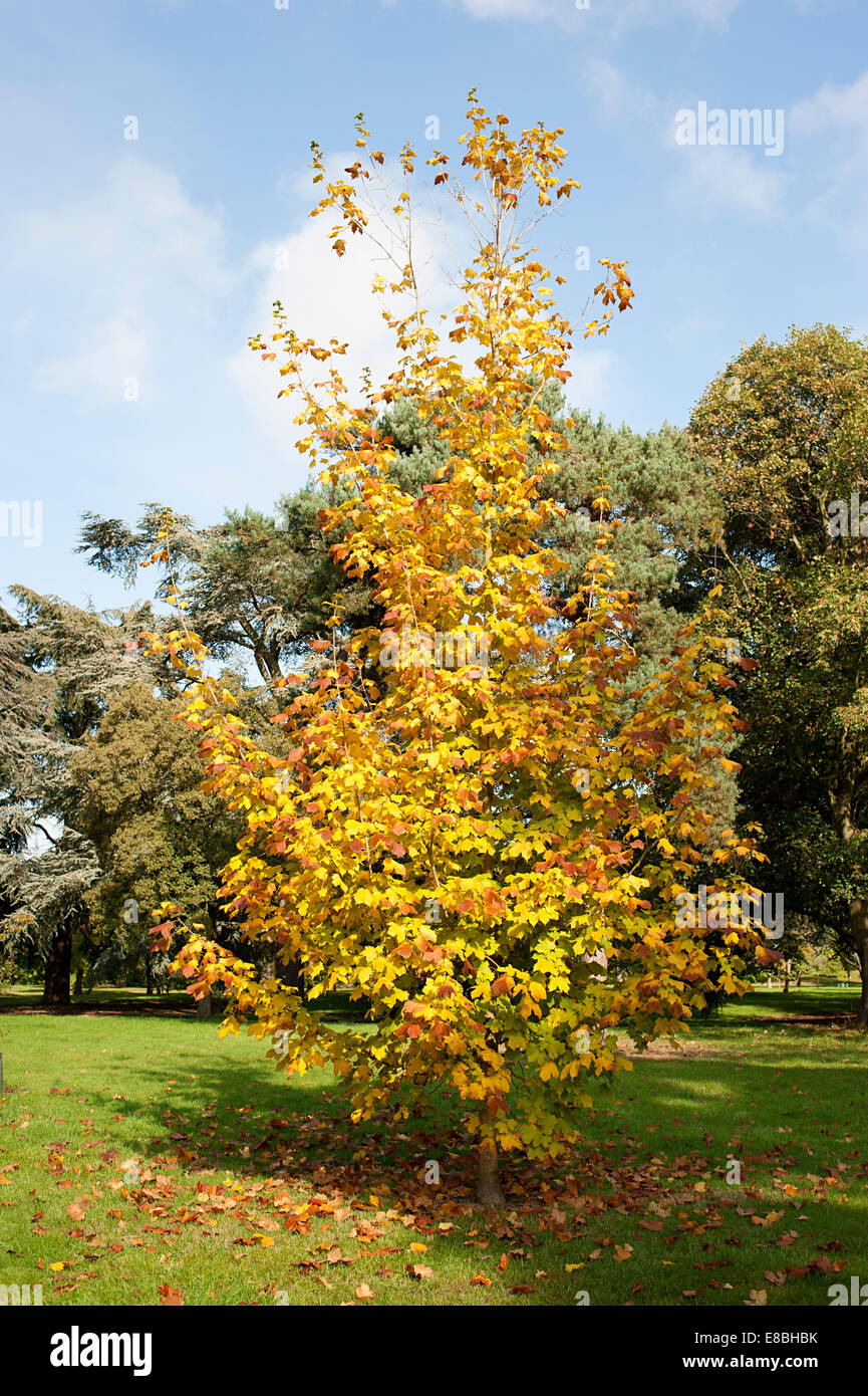 Autumn in Kew Gardens ablaze with bright yellow orange brown leaves against a pale blue wintry sky. Stock Photo