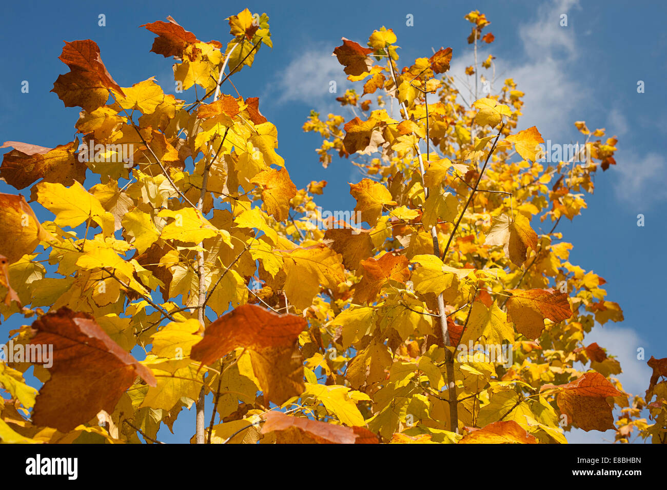 Autumn in Kew Gardens ablaze with bright yellow orange brown leaves against a blue sky. Stock Photo