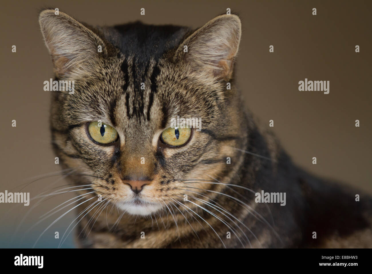 Mackerel tabby cat hires stock photography and images Alamy