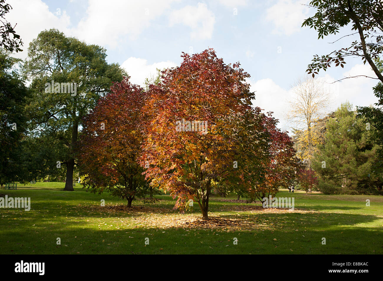 Beautiful trees in Kew Gardens showing stunning autumnal reddish color changes to leaves. Stock Photo