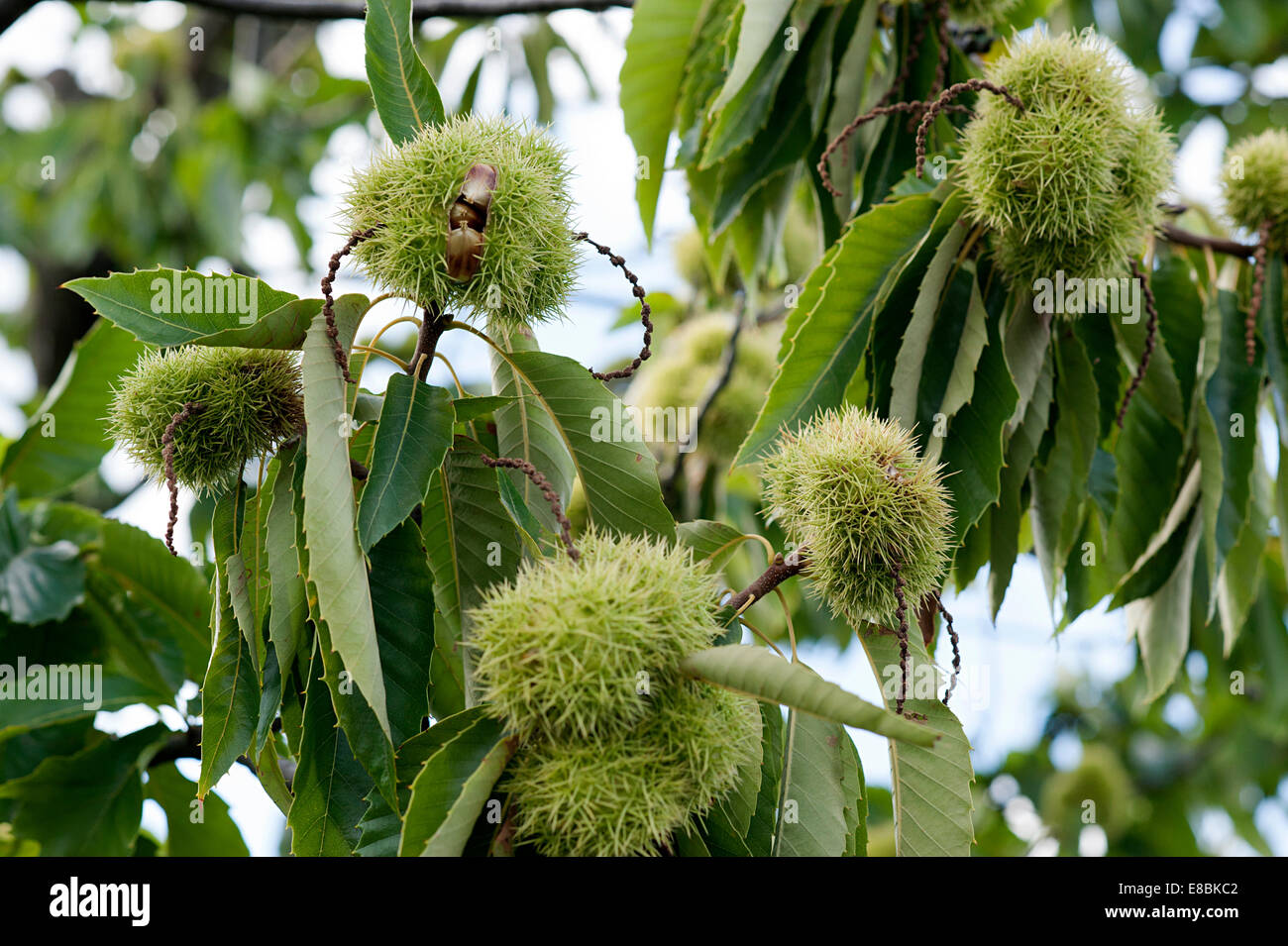 Kew Gardens section of horse chestnut tree prickly seed casings on the ...
