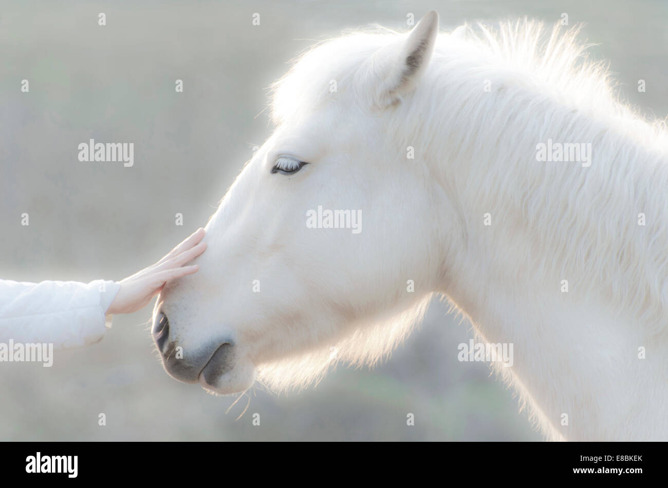 Fairytale White Horse Stock Photo