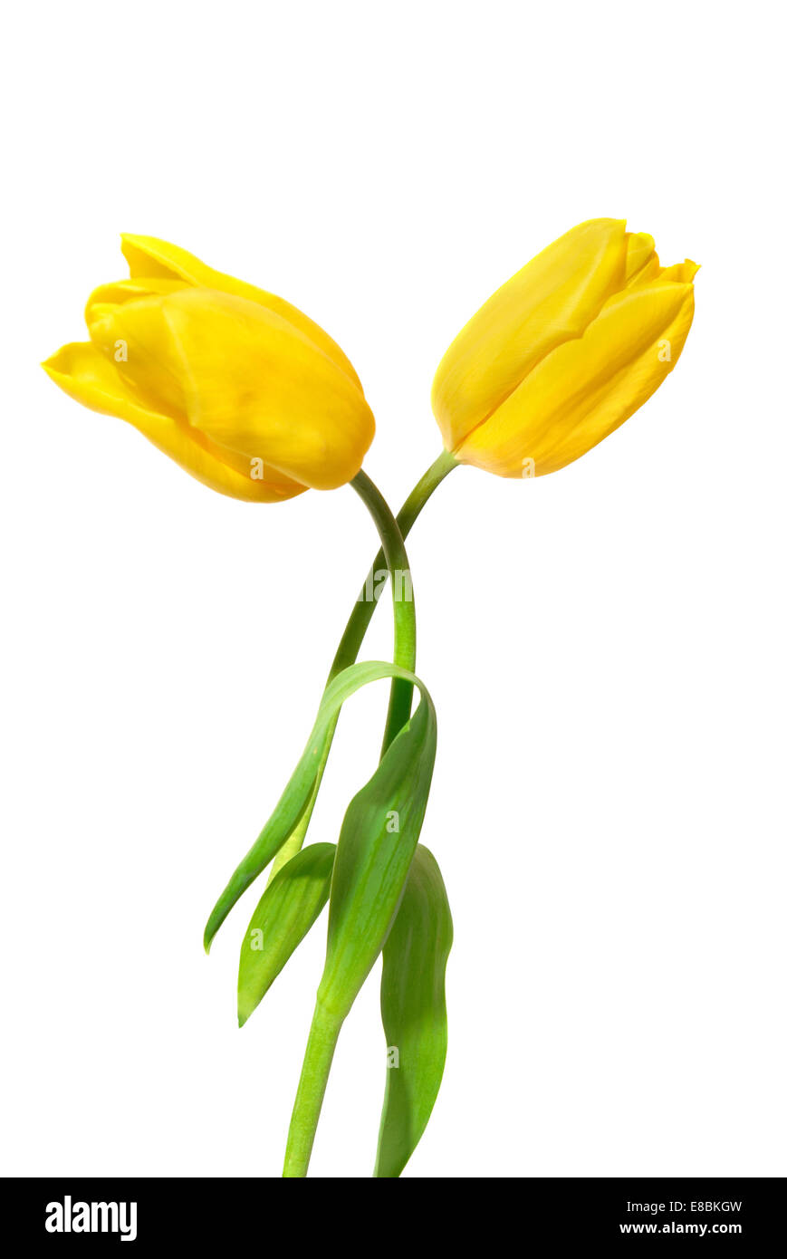 Two yellow tulips isolated on white background Stock Photo - Alamy