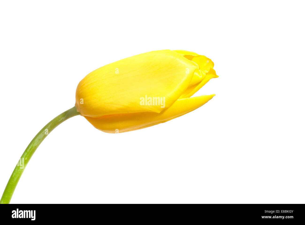 One yellow tulip isolated on white background Stock Photo - Alamy