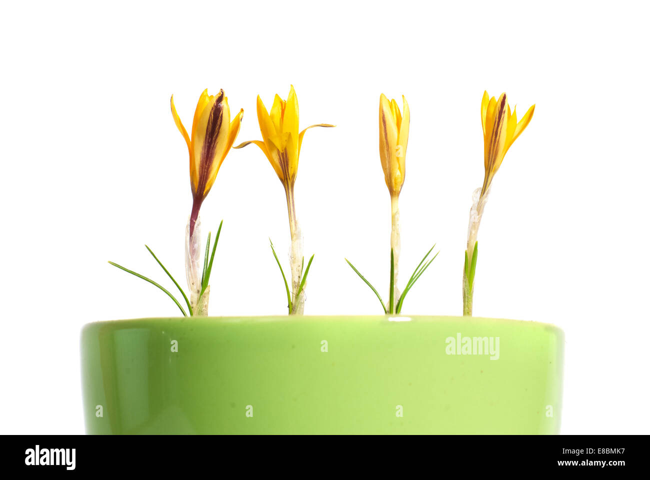 Yellow flowers saffron (crocus sativus) with green leaves in the flowerpot isolated on white