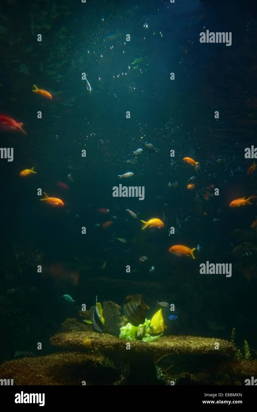 Aquarium with tropical fish and coral reef in sunlight Stock Photo - Alamy